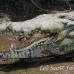 crocodile_american_tar_h_1521_cos2524.jpg